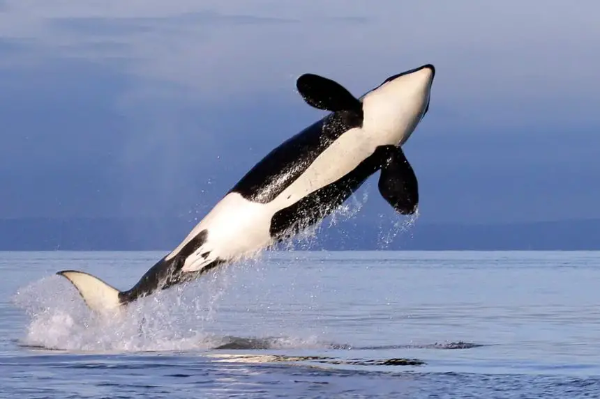 Una orca hembra salta mientras nada en Puget Sound, cerca de la isla de Bainbridge, vista desde un barco de investigación con permiso federal, en Washington, el 18 de enero de 2014. (Elaine Thompson/AP Photo)