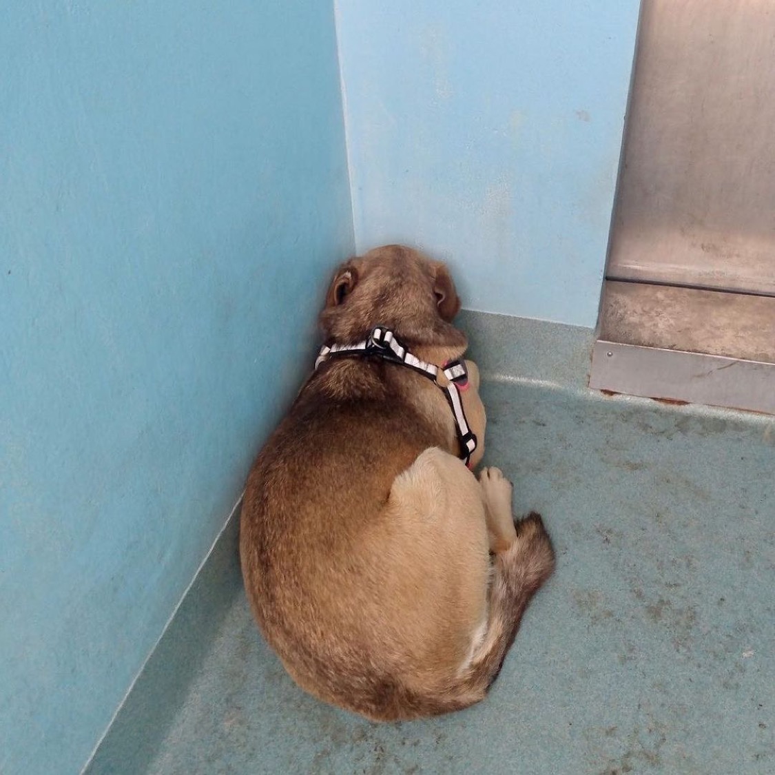 (Cortesía de The Animal Rescue Mission <a href="https://www.instagram.com/theanimalrescuemission/" target="_blank" rel="noopener">@theanimalrescuemission</a>)