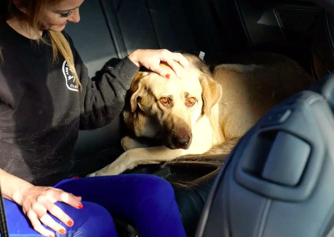 Chloe con Shira en el coche. (Cortesía de The Animal Rescue Mission <a href="https://www.instagram.com/theanimalrescuemission/" target="_blank" rel="noopener">@theanimalrescuemission</a>)