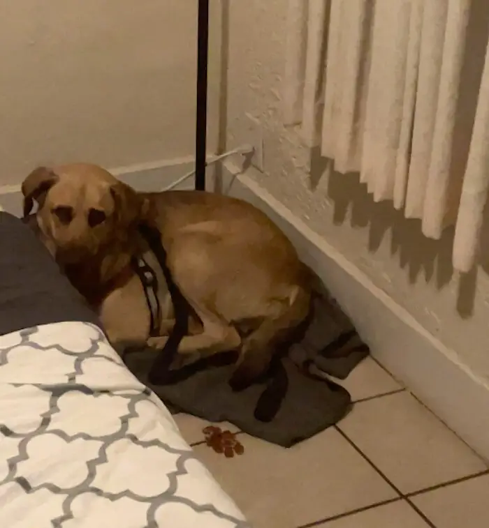 (Cortesía de The Animal Rescue Mission <a href="https://www.instagram.com/theanimalrescuemission/" target="_blank" rel="noopener">@theanimalrescuemission</a>)