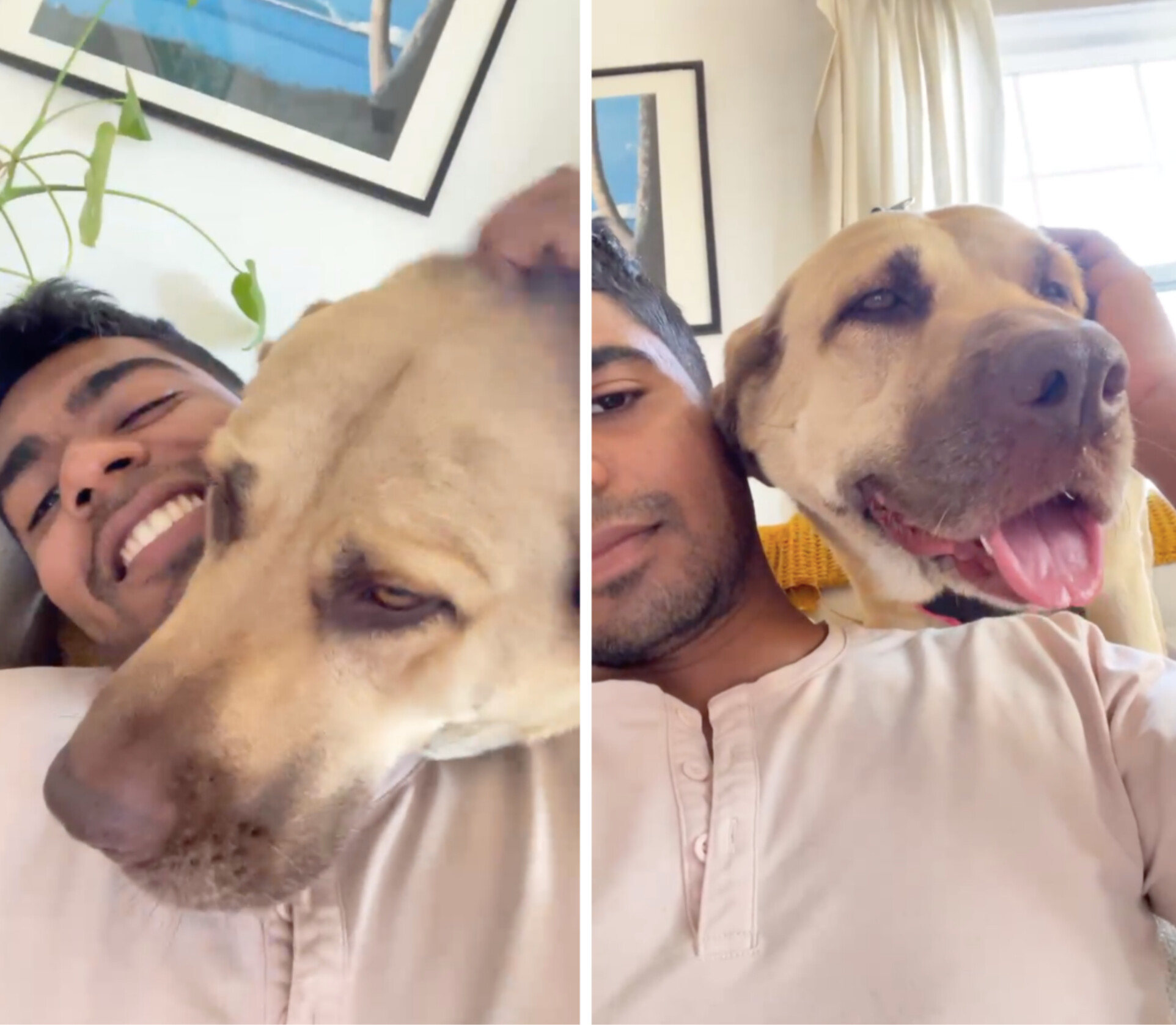 (Cortesía de <a href="https://www.theanimalrescuemission.org/" target="_blank" rel="noopener">The Animal Rescue Mission @theanimalrescuemission</a>)
