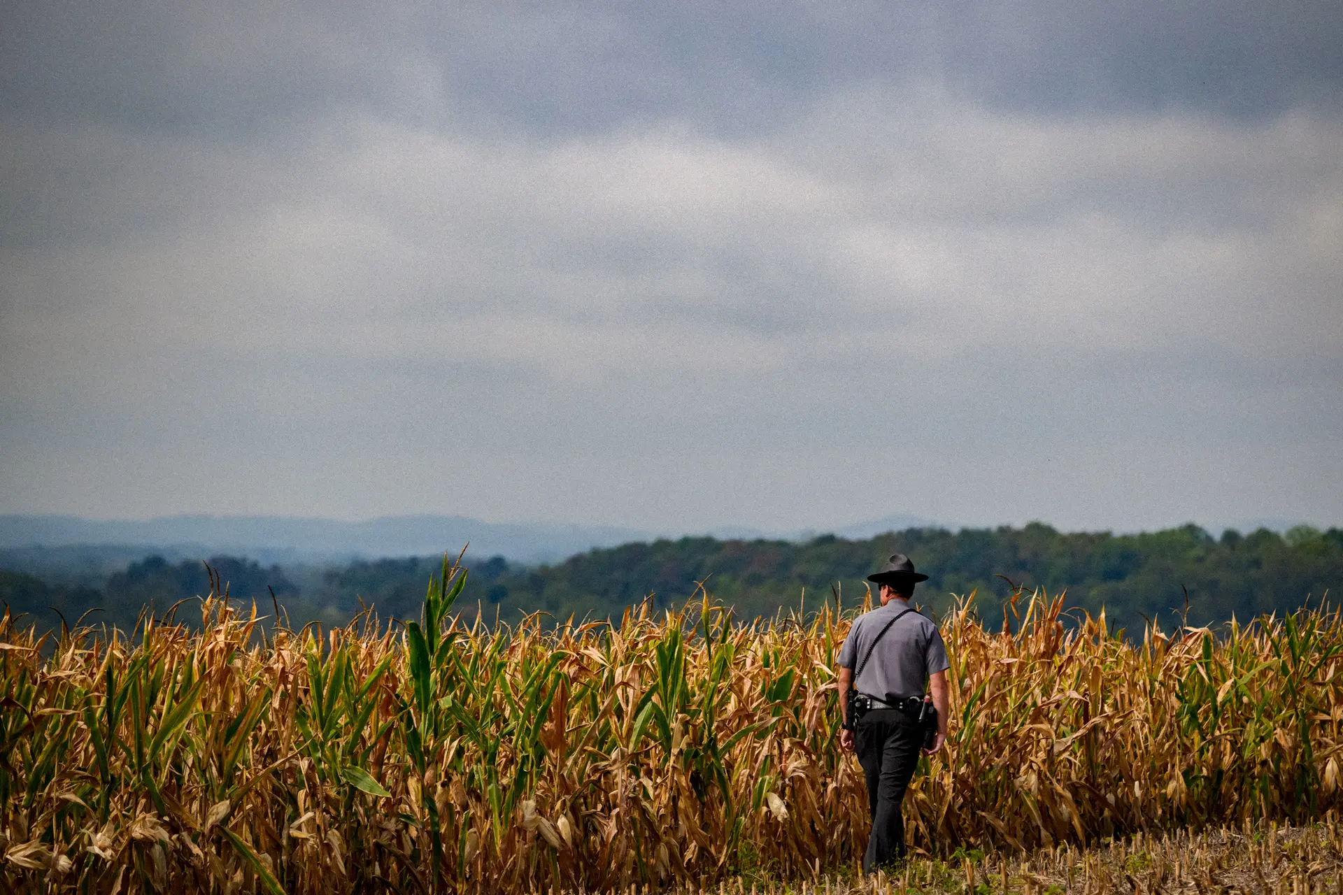 Un agente de la policía estatal de Pensilvania inspecciona un maizal antes de la llegada del expresidente Donald Trump para un acto de campaña sobre seguridad alimentaria en un granero de la granja Smith Family Farm, en Smithton, Pensilvania, el 23 de septiembre de 2024. (Jeff Swensen/Getty Images).