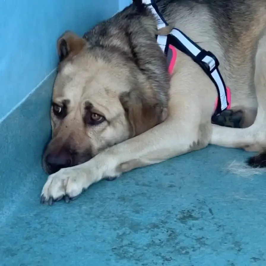 Chloe (Mira) en el refugio antes de ser rescatada. (Cortesía de The Animal Rescue Mission <a href="https://www.instagram.com/theanimalrescuemission/" target="_blank" rel="noopener">@theanimalrescuemission</a>)