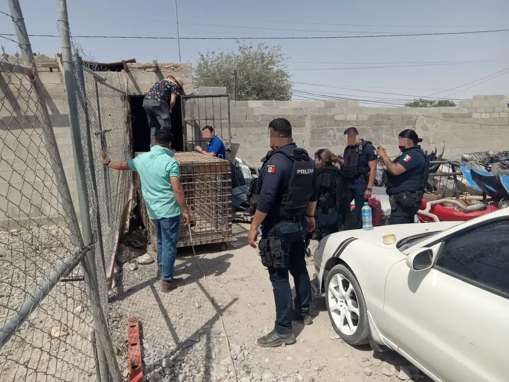Policías y autoridades de México retiran y aseguran a un tigre de un predio de autopartes en Ciudad Juárez, Chihuahua, México. (Crédito: Profepa)