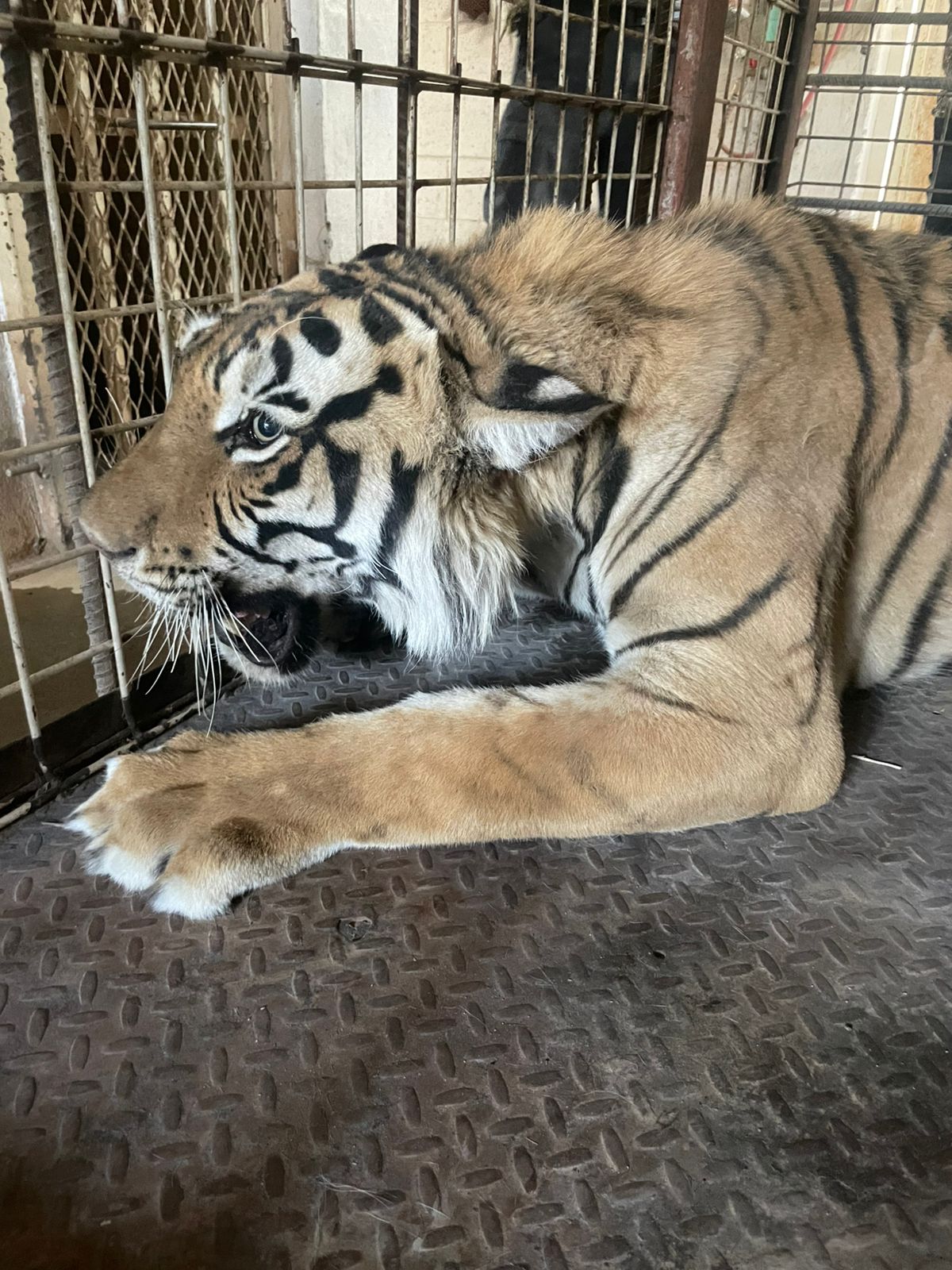 Tigre macho asegurado por la Profepa en un predio de autopartes en Ciudad Juárez, Chihuahua, México. (Crédito: Profepa)