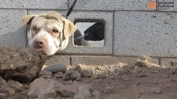 Buddy, de dos años, atascado entre bloques de hormigón en Pheonix, Arizona. (Cortesía de la <a href="https://www.facebook.com/azhumane/" target="_blank" rel="noopener">Sociedad Humanitaria de Arizona</a>)