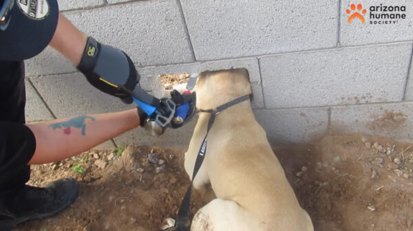 Los técnicos de emergencias médicas para animales intentan liberar a Buddy. (Cortesía de la <a href="https://www.facebook.com/azhumane/" target="_blank" rel="noopener">Sociedad Humanitaria de Arizona</a>)