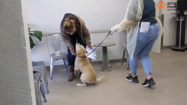 Buddy mueve la cola mientras se reúne con su familia. (Cortesía de la <a href="https://www.facebook.com/azhumane/" target="_blank" rel="noopener">Sociedad Humanitaria de Arizona</a>)
