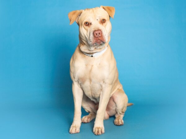 (Cortesía de la <a href="https://www.facebook.com/azhumane/" target="_blank" rel="noopener">Sociedad Humanitaria de Arizona</a>)