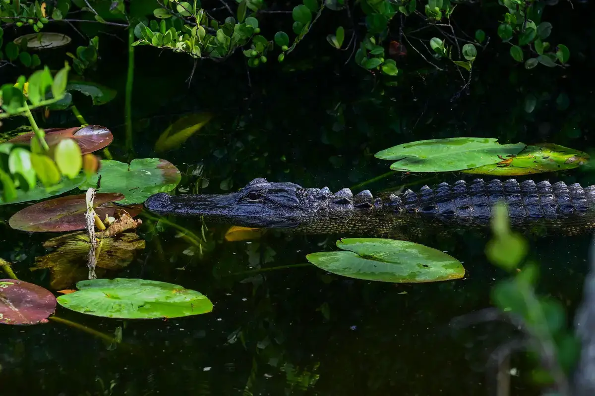 Un caimán nada cerca de un centro de detención de inmigrantes, apodado "Alligator Alcatraz", situado en el aeropuerto de entrenamiento y transición Dade-Collier, en Ochopee (Florida), el 1 de julio de 2025. (Giorgio Viera/AFP)