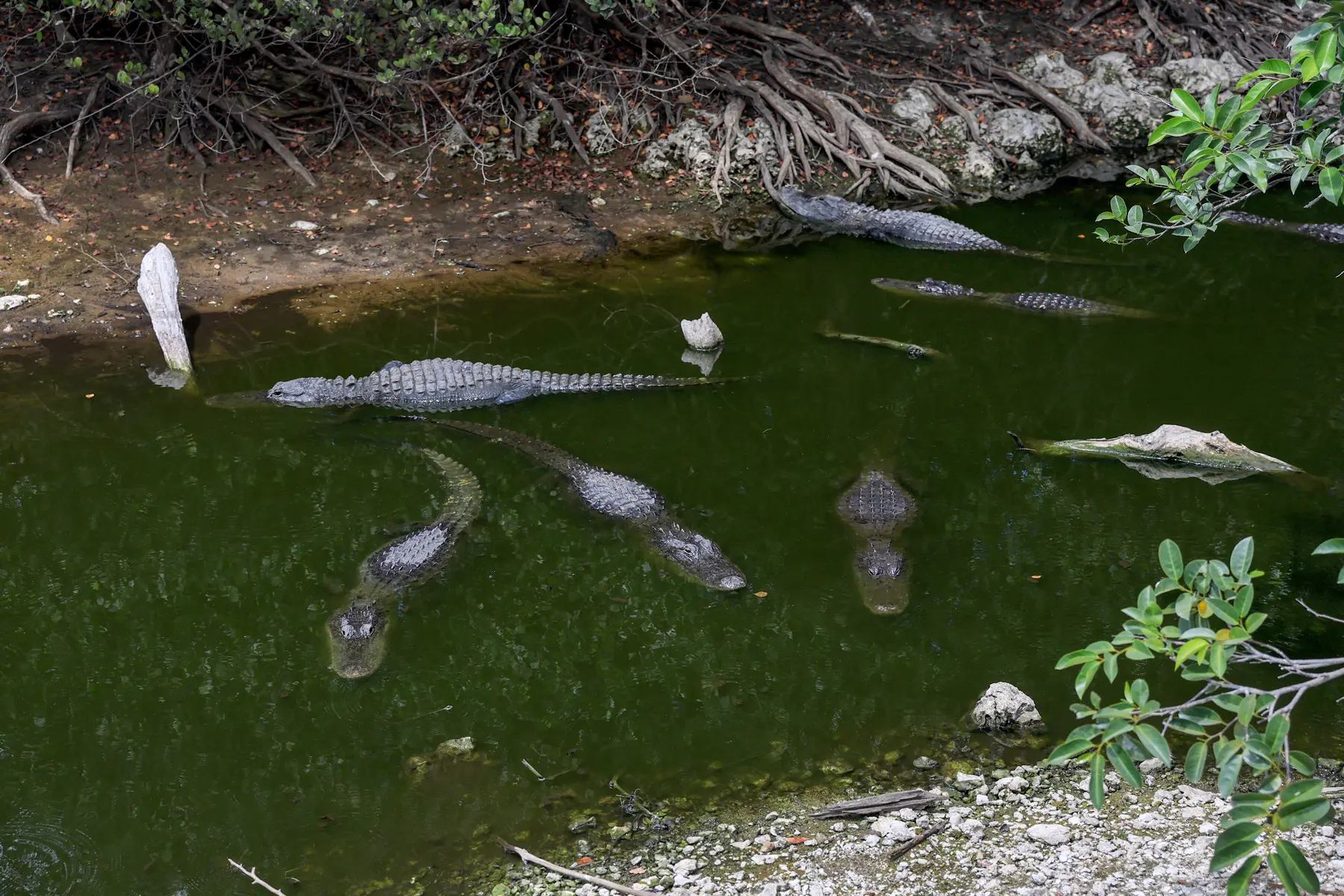 Los caimanes se agolpan en el agua que queda en un canal mientras el Parque Nacional de los Everglades de Florida sufre una grave sequía en Everglades, Florida, el 19 de mayo de 2025. (Joe Raedle/Getty Images)