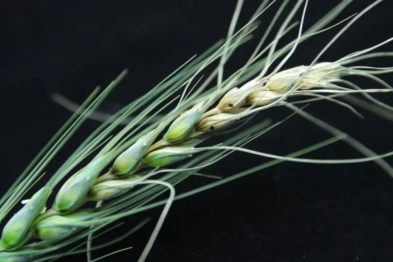 Infección por Fusarium graminearum en espigas de trigo. (d.asta.p/Shutterstock)