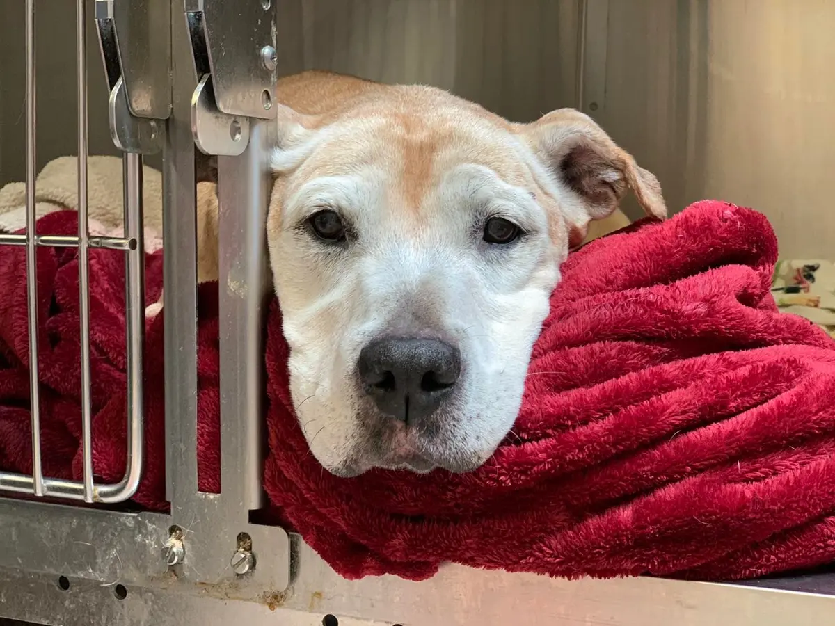 (Cortesía de la <a href="https://www.facebook.com/PennsylvaniaSPCA/" target="_blank" rel="noopener">SPCA de Pensilvania</a>)