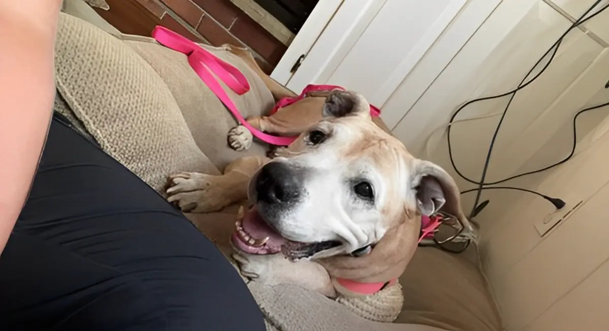 (Cortesía de la<a href="https://www.facebook.com/PennsylvaniaSPCA/" target="_blank" rel="noopener"> SPCA de Pensilvania</a>)