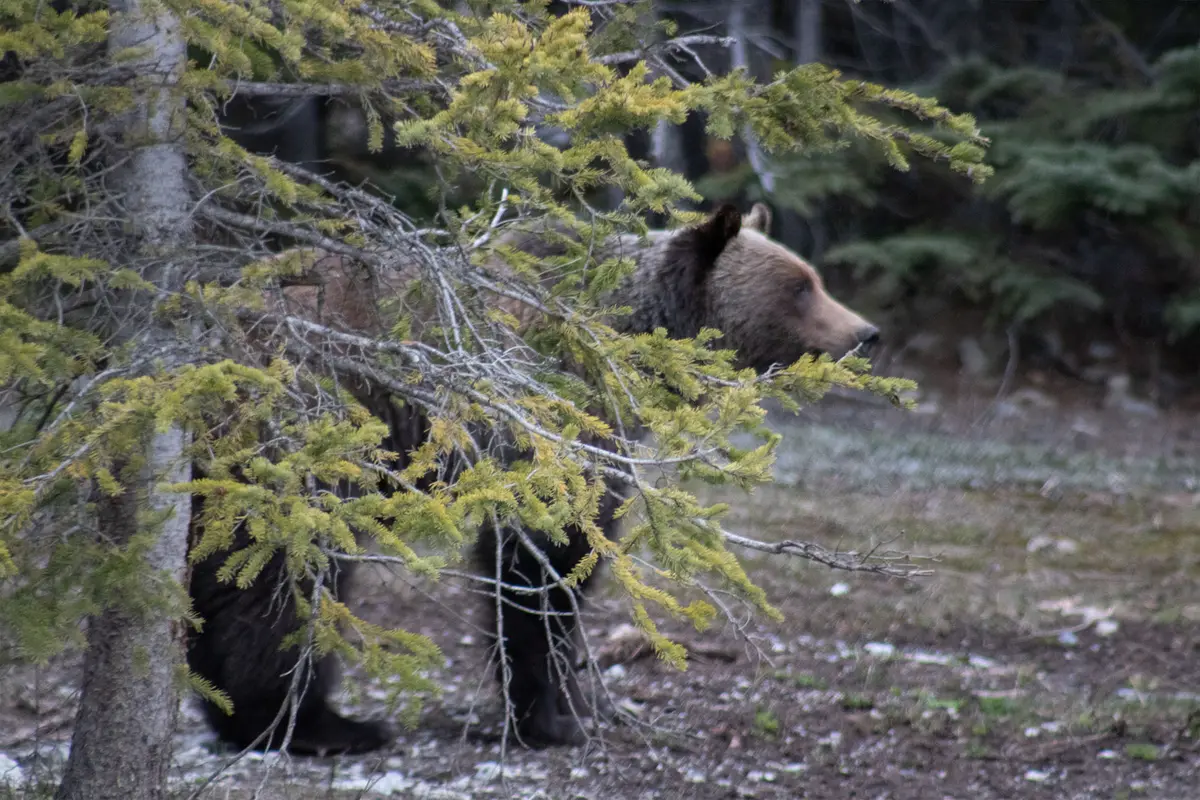 Un oso grizzly recién salido de su hibernación cerca del Campo de Hielo Columbia, en las Montañas Rocosas de Alberta. (Cortesía de <a href="https://www.facebook.com/tylerwallphotography/?locale=es_ES" target="_blank" rel="noopener">Tyler Wall</a>).
