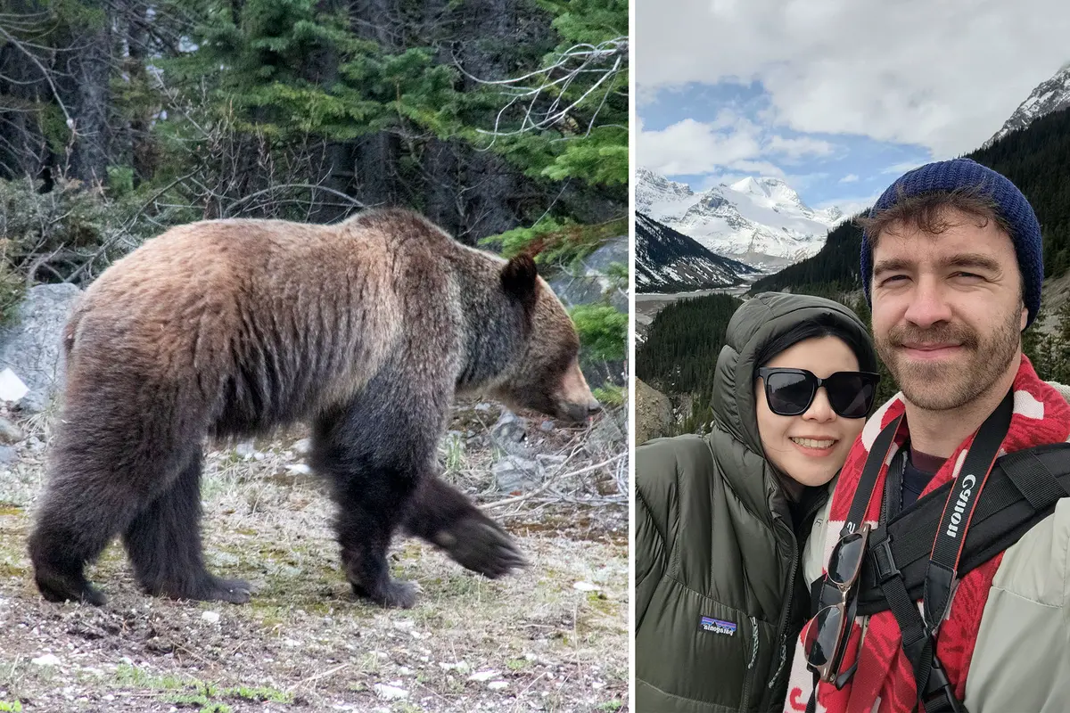 (Izquierda) El oso grizzly se mostró relajado e ignoró a Wall y a su novia en el coche. (Derecha) El fotógrafo Tyler Wall y su novia. (Cortesía de <a href="https://www.facebook.com/tylerwallphotography/?locale=es_ES" target="_blank" rel="noopener">Tyler Wall</a>).