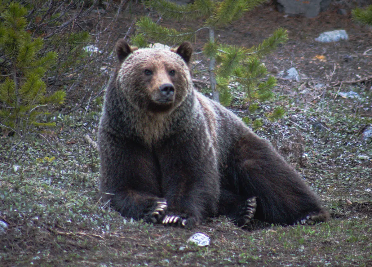 El oso pardo se sentó y descansó mientras Tyler Wall tomaba fotos. (Cortesía de <a href="https://www.facebook.com/tylerwallphotography/?locale=es_ES" target="_blank" rel="noopener">Tyler Wall</a>).