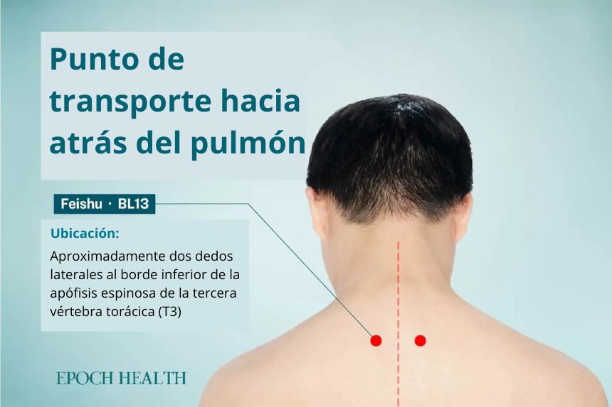 Ubicación del punto de acupuntura Feishu. (The Epoch Times)