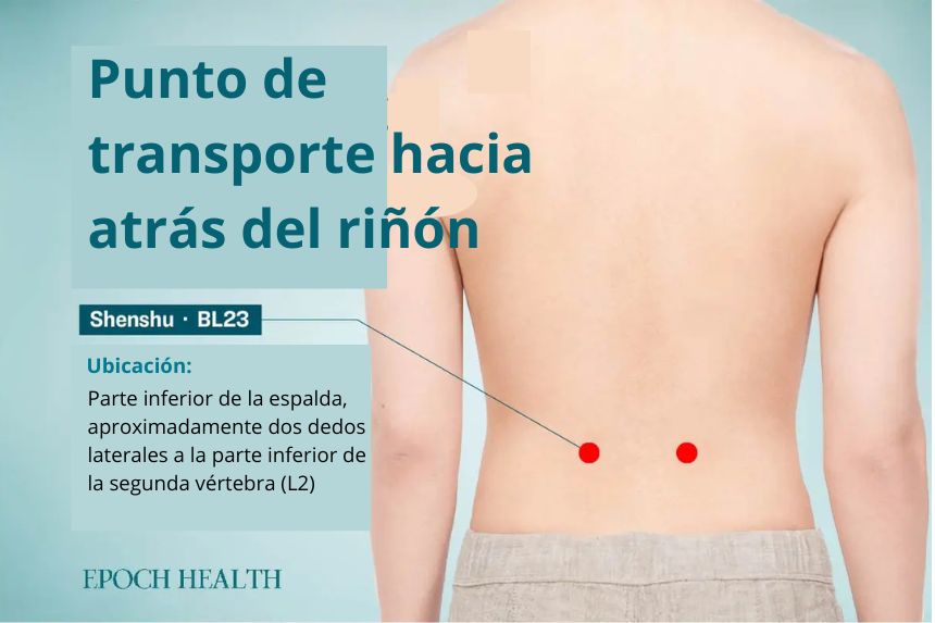 Ubicación del punto de acupuntura Shenshu. (The Epoch Times)