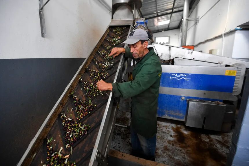 Un empleado comprueba las aceitunas en una almazara en Cebalat Ben Ammar, cerca de la ciudad de Ariana, en Túnez, el 18 de noviembre de 2024. (Fethi Belaid/AFP a través de Getty Images)