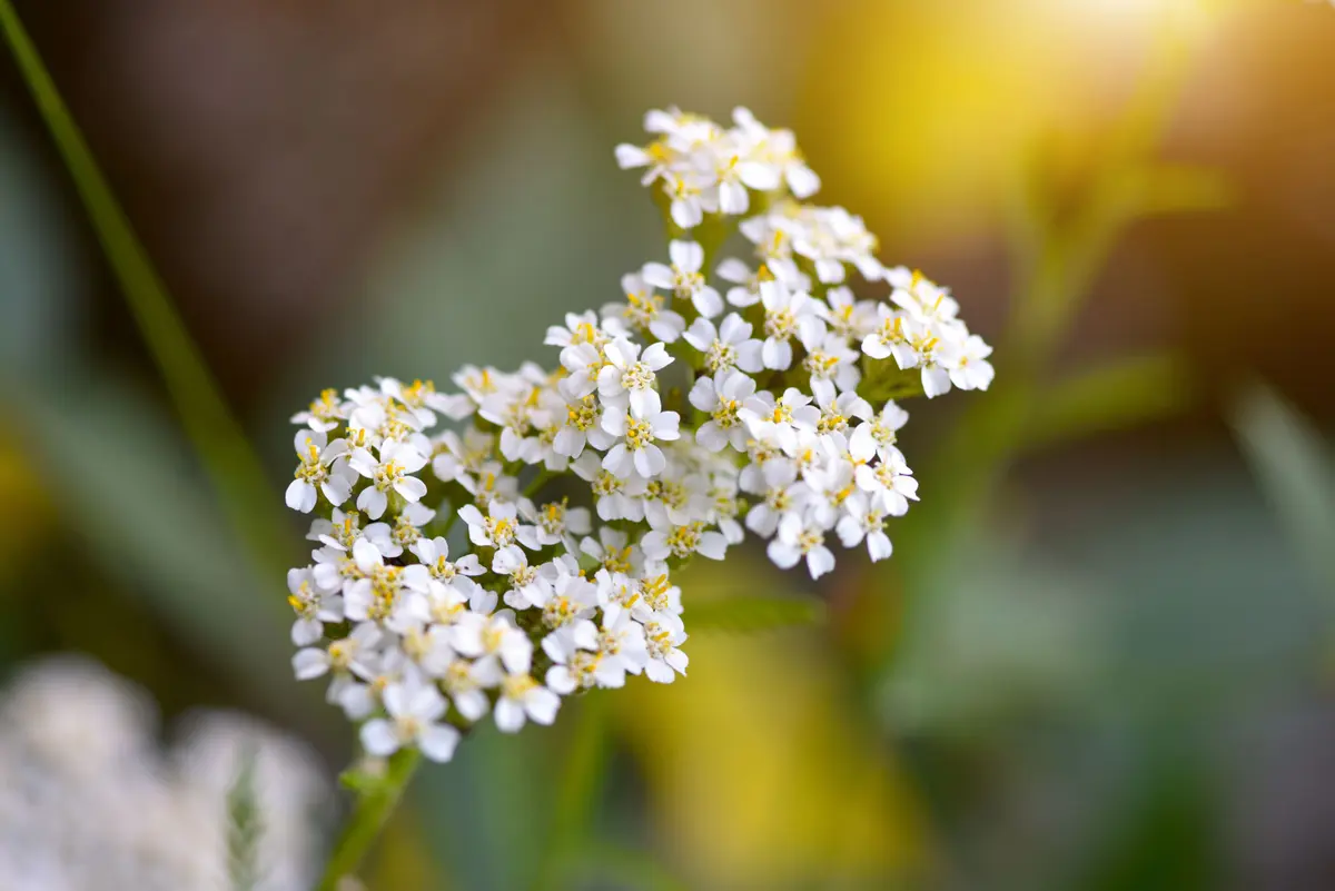 Té de milenrama para aliviar el dolor. (Nataliia Melnychuk/Shutterstock)