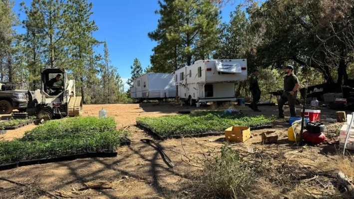 Agentes allanan una plantación ilegal de marihuana en julio de 2025. (Oficina del Sheriff del Condado de Mariposa)