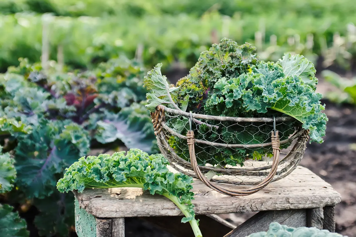 La col rizada adquiere dulzor tras una ligera helada y proporciona cosechas duraderas y ricas en nutrientes hasta finales de otoño. Valentina_G/Shutterstock