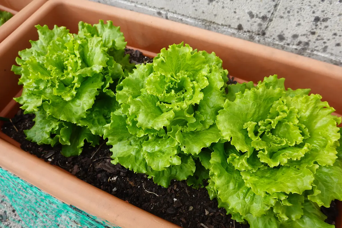 Las lechugas crecen bien en recipientes poco profundos, lo que las convierte en una opción práctica y nutritiva para pequeños jardines interiores o balcones. La Huertina De Toni/Shutterstock