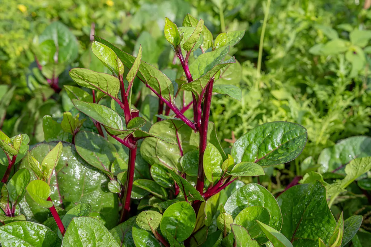 La espinaca malabar es una planta trepadora tropical que crece en climas cálidos y tiene un sabor ligeramente picante. SaiSuchada/Shutterstock