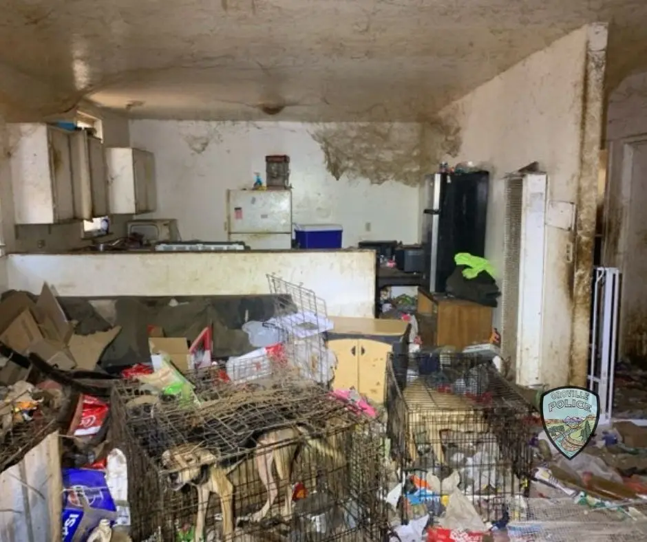 La policía encontró 38 perros viviendo en condiciones inseguras después de que un residente preocupado los detuviera en Oroville, California, el 23 de julio de 2025. (Departamento de Policía de Oroville)