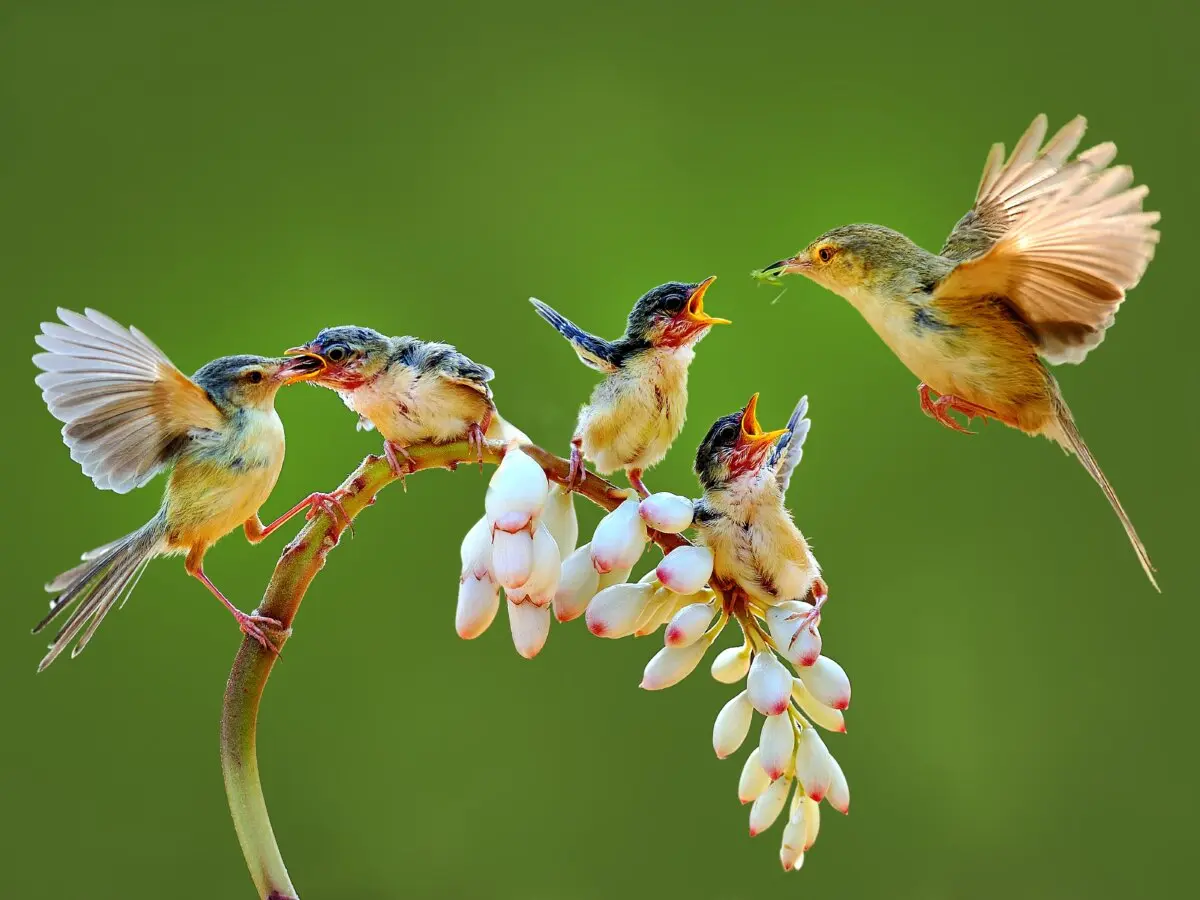 "Amor", de Wen-Hsien Lin, Taiwán. Ganador del Premio a la Técnica Destacada en la categoría Naturaleza y Paisaje del IV Concurso Internacional de Fotografía NTD. (Cortesía del Concurso Internacional de Fotografía NTD)