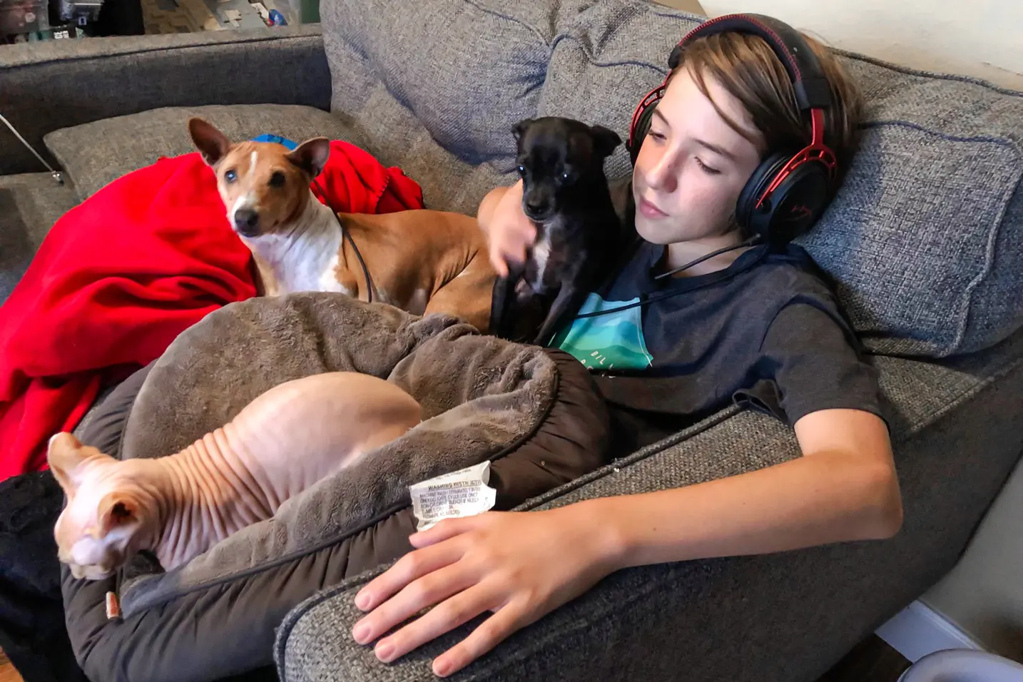 Alexander Neville, de 14 años, se recuesta con sus mascotas en una foto sin fecha. Alexander murió por intoxicación con fentanilo en junio de 2020 a los 14 años. (Cortesía de Amy Neville).