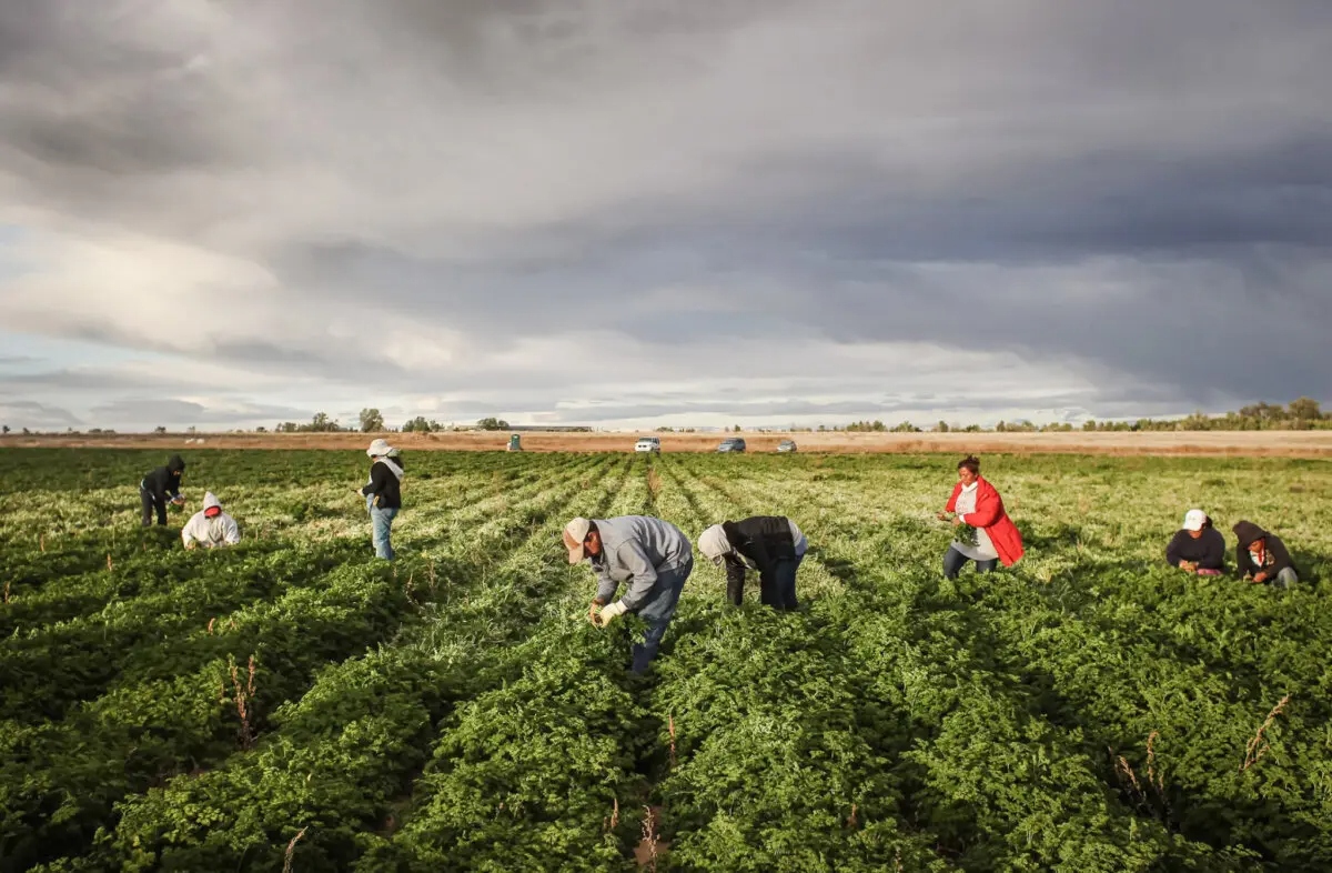 Trabajadores mexicanos cosechan perejil ecológico en una granja de Wellington, Colorado, el 11 de octubre de 2011. (John Moore/Getty Images)