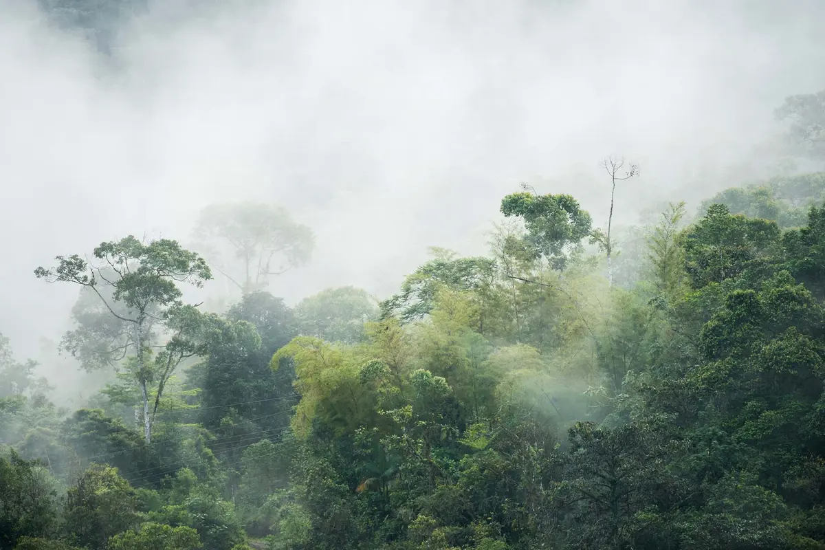 Un bosque nuboso cerca del Refugio Paz de Las Aves en Ecuador. (Shutterstock/Gert Olsson)