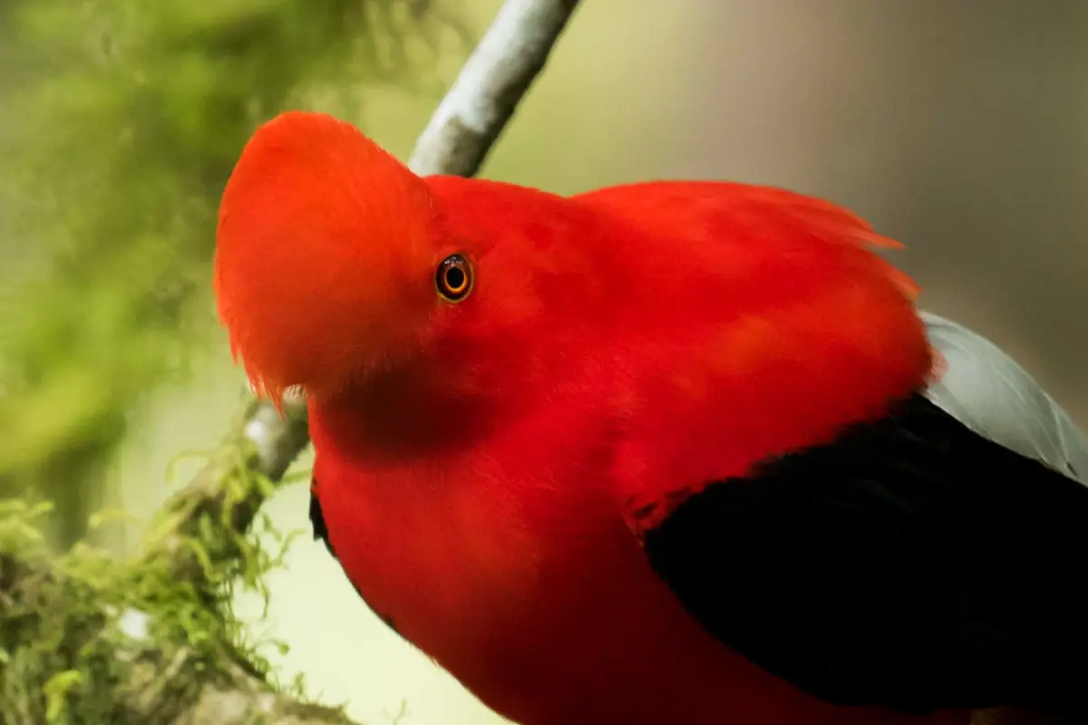 El gallito de las rocas andino exhibe una prominente cresta discoidal sobre su frente. (Cortesía de Claudia Brasileiro).