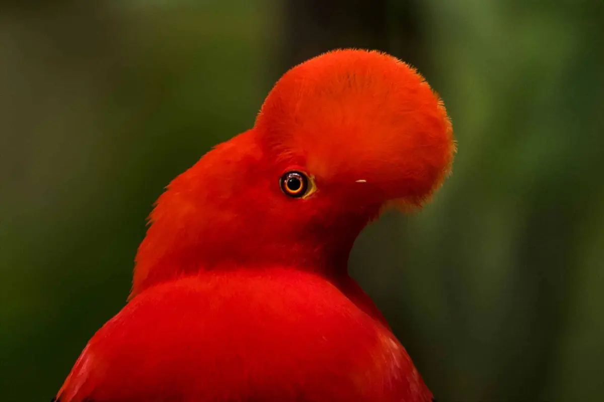 Detalle de las plumas faciales del gallito de las rocas andino. (Cortesía de Claudia Brasileiro).
