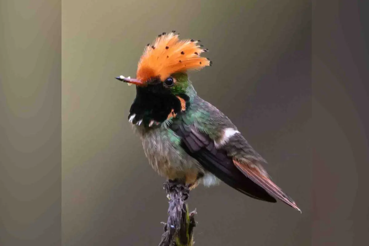 Un colibrí coqueto de lentejuelas. (Cortesía de Claudia Brasileiro).