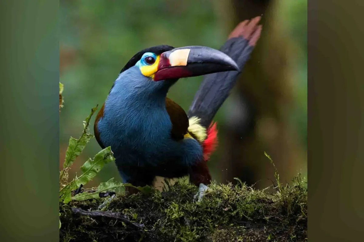 Un tucán de montaña de pico plano. (Cortesía de Claudia Brasileiro).