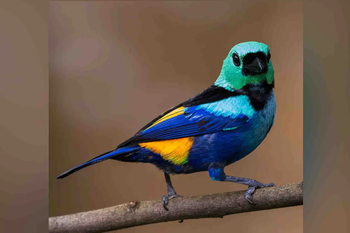 Una tangara de siete colores. (Cortesía de Claudia Brasileiro).