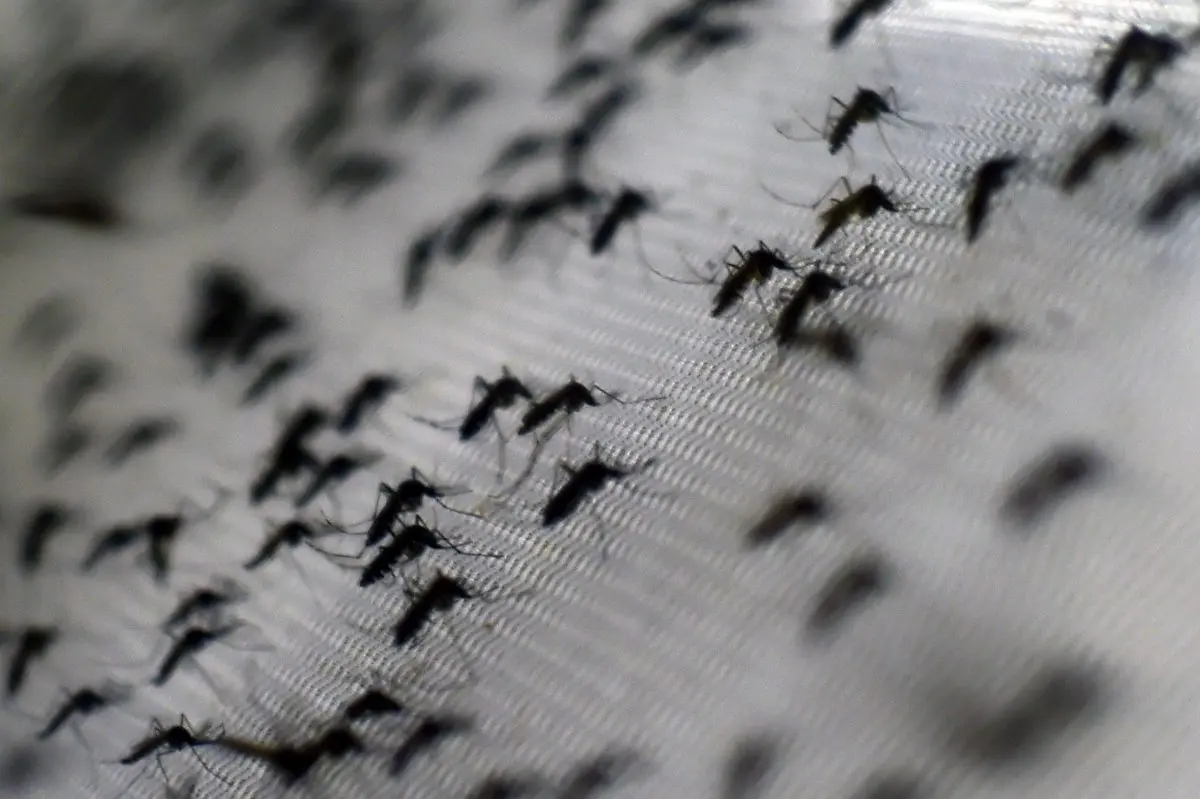 Vista de mosquitos Aedes aegypti infectados con la bacteria Wolbachia, que reduce las enfermedades transmitidas por mosquitos, como el dengue y el chikungunya, al acortar la vida útil de los adultos, afectar su reproducción e interferir en la replicación de los patógenos, en la Fundación Oswaldo Cruz de Río de Janeiro, Brasil, el 2 de octubre de 2014. (Christophe Simon/AFP/Getty Images).