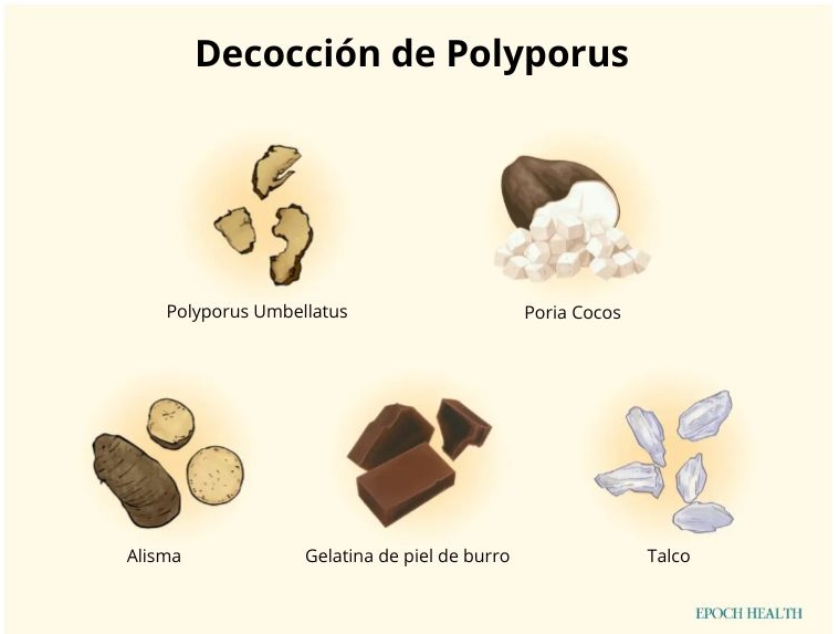Zhu ling tang, o decocción de polyporus, es una fórmula herbal tradicional china para tratar trastornos del sistema urinario. The Epoch Times