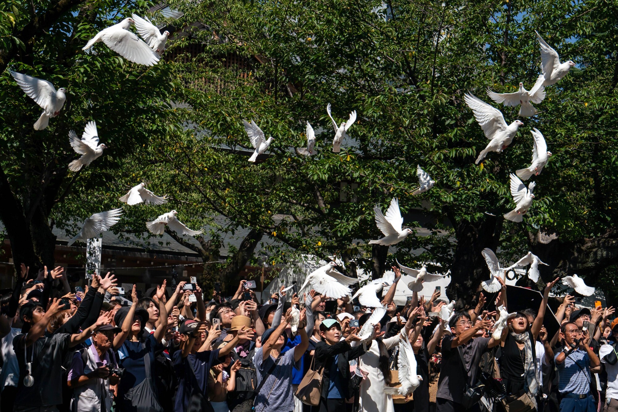 Se liberan palomas blancas en homenaje a los caídos en la guerra, en el santuario Yasukuni de Tokio, el 15 de agosto de 2025, cuando Japón conmemora el 80.º aniversario de su rendición en la Segunda Guerra Mundial. (Tomohiro Ohsumi/Getty Images).