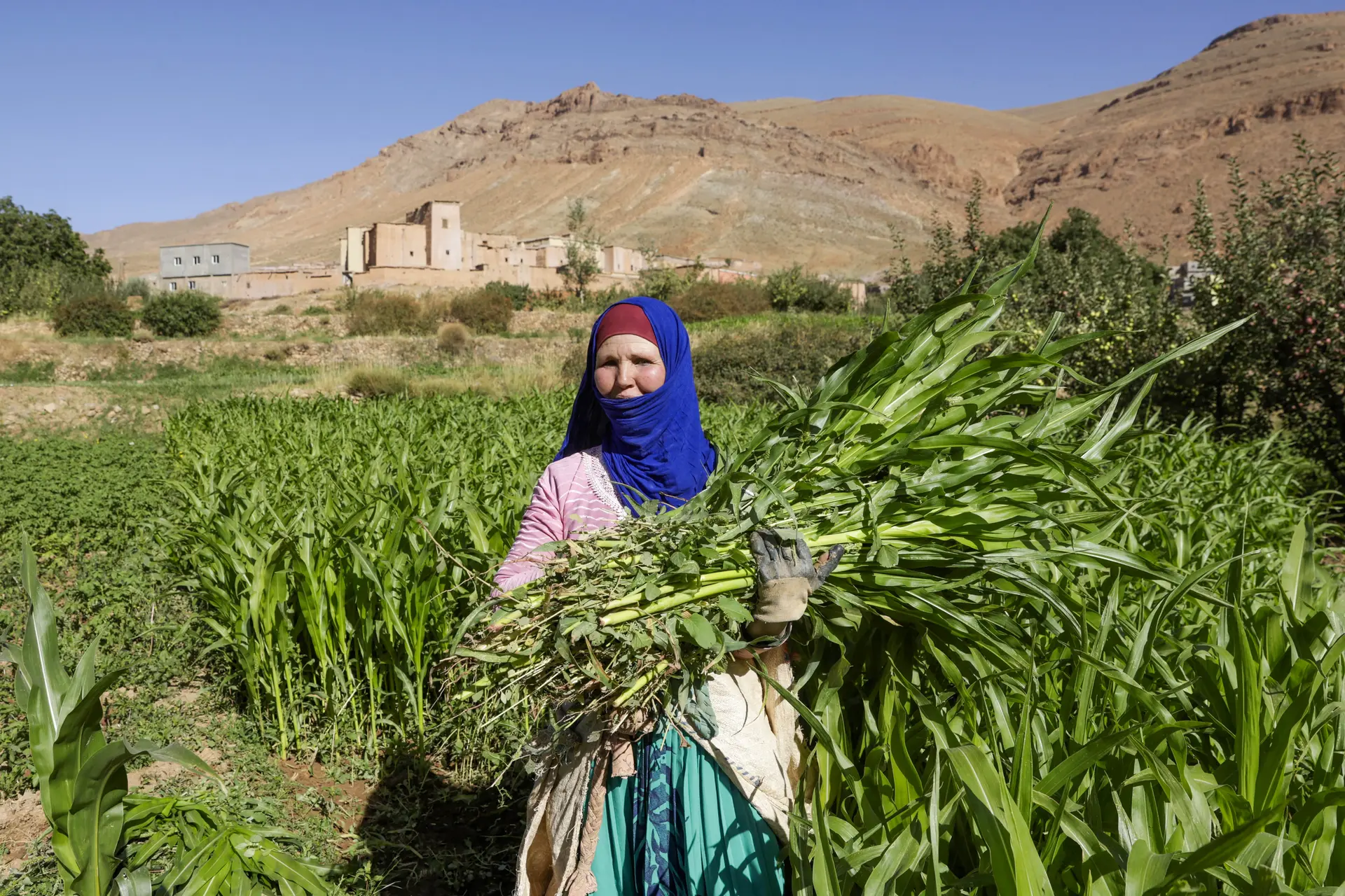 Una agricultora posa para una fotografía mientras cosecha tallos de maíz en un campo en la zona montañosa de Aït Attou Moussa, ubicada en la comuna de Tilemi, en la región de Tinghir, Marruecos, el 30 de agosto de 2025. (Abdel Majid Bziouat/AFP vía Getty Images)