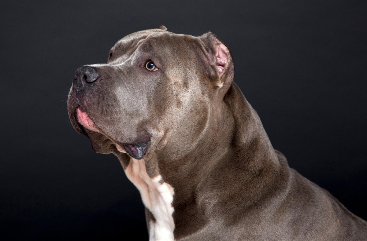Imagen ilustrativa de un pitbull café. (Ilona Krijgsman/Pixabay)