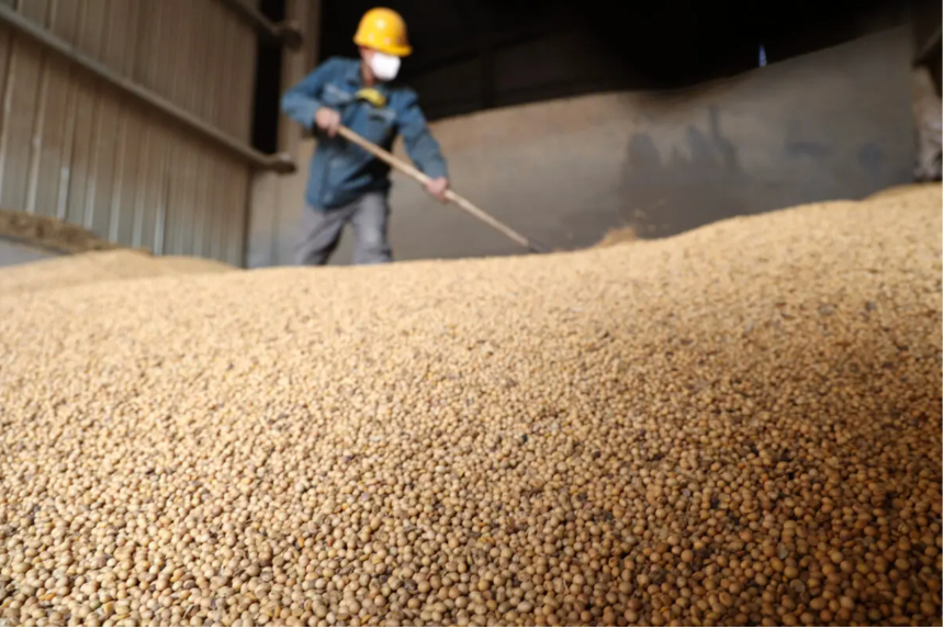 Un trabajador palea soja importada de Brasil en una empresa procesadora de soja en Binzhou, provincia de Shandong, China, el 6 de marzo de 2025. AFP vía Getty Images