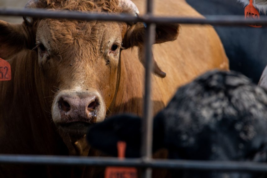 acas en un corral de engorda el 14 de junio de 2023 en Quemado, Texas. (Brandon Bell/Getty Images)