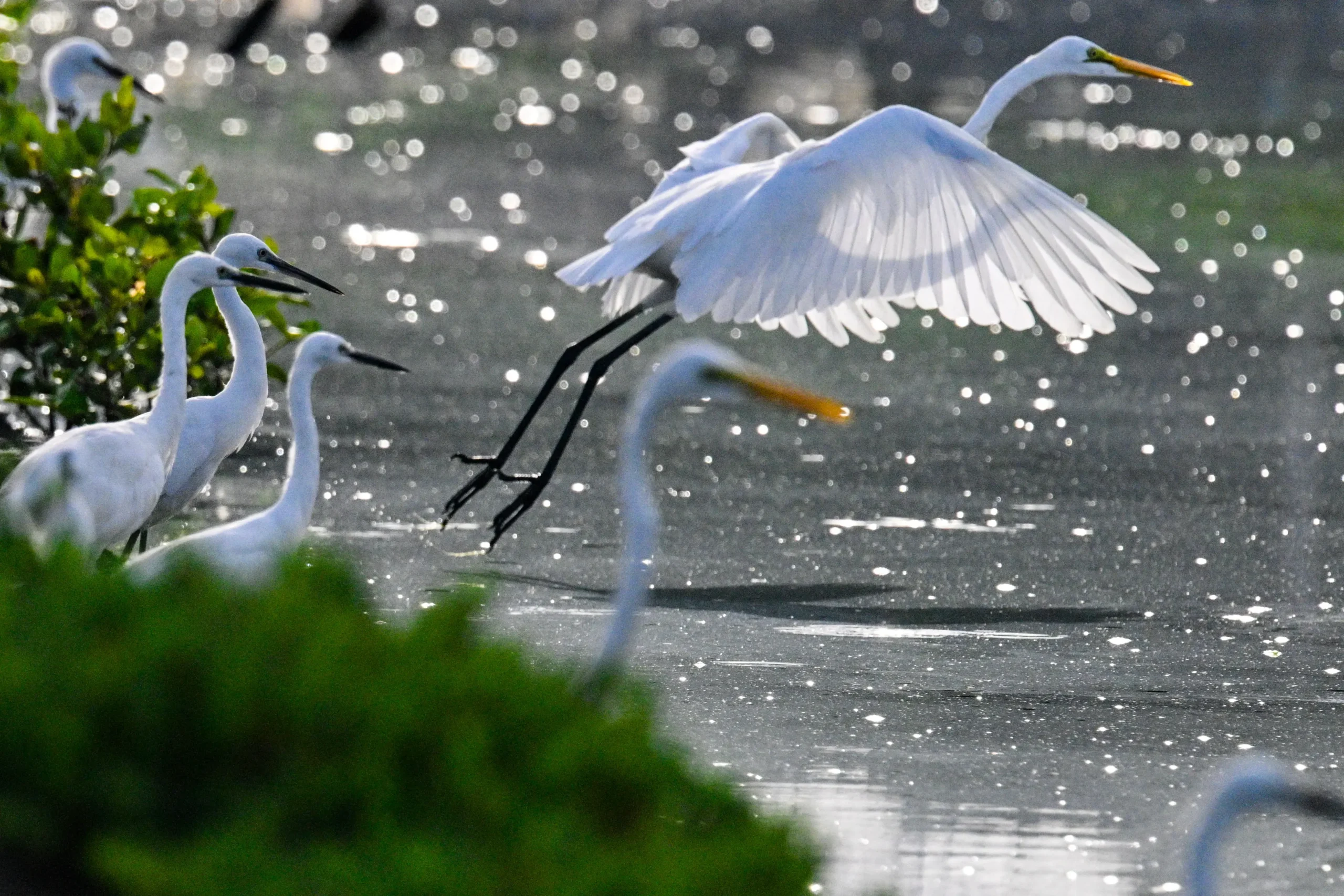 <em>Una garza alza el vuelo junto a una masa de agua en Banda Aceh, Indonesia, el 13 de septiembre de 2025. Chaideer Mahyuddin/AFP vía Getty Images</em>