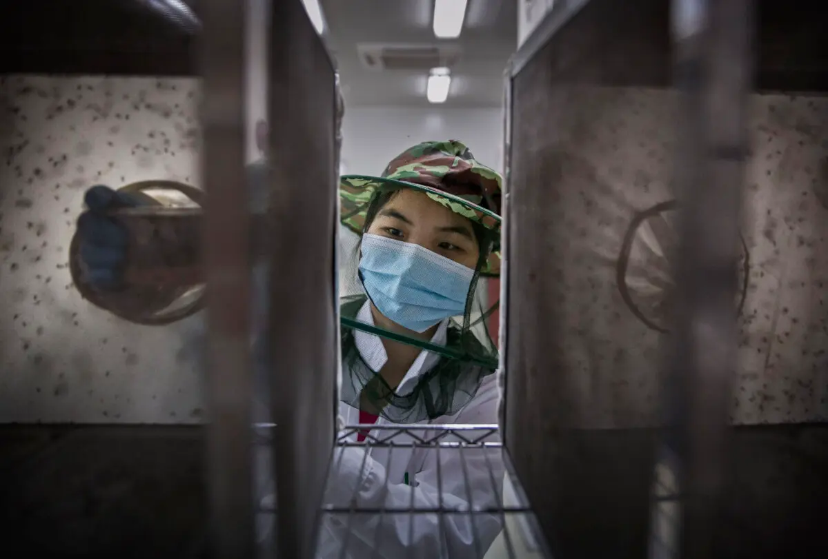 Una técnica de laboratorio usa una máscara mientras coloca pupas de mosquito en una jaula en las instalaciones de producción en masa del Centro Conjunto de Control de Vectores para Enfermedades Tropicales de la Universidad Sun Yat-Sen y la Universidad de Michigan en Guangzhou, China, el 20 de junio de 2016. (Kevin Frayer/Getty Images)
