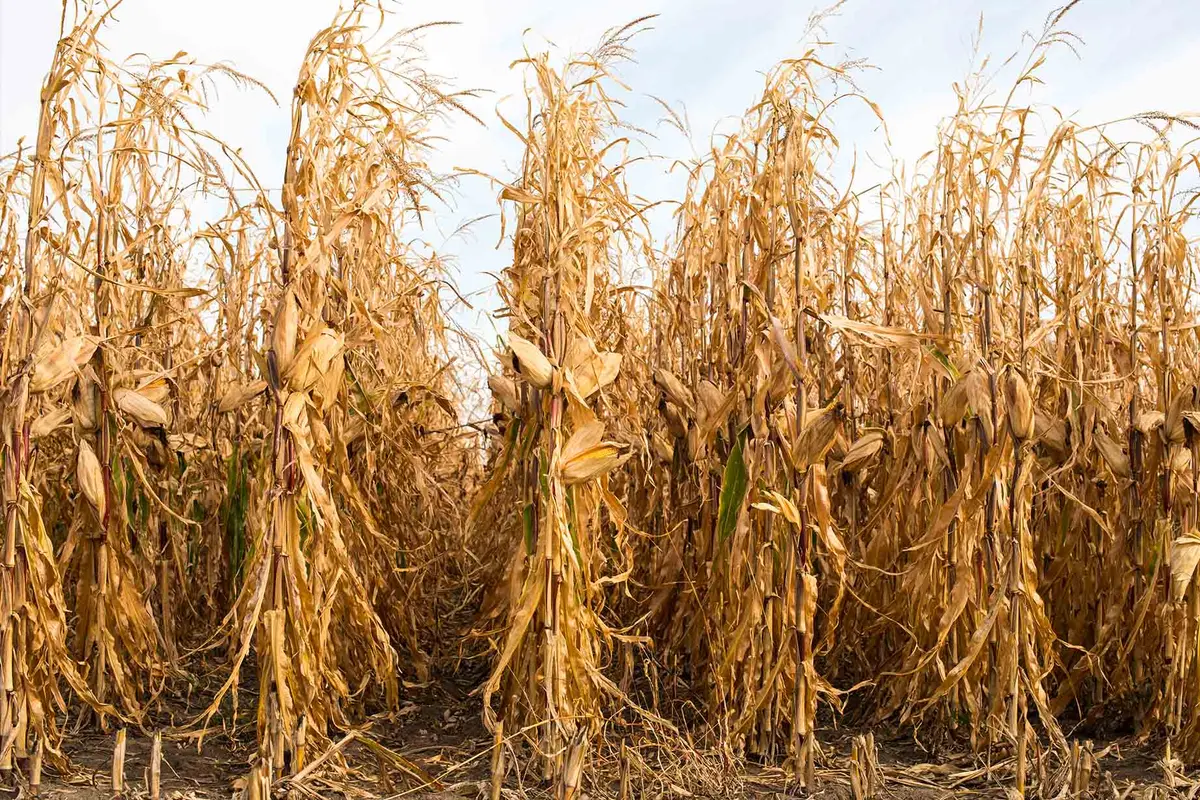Un campo de maíz listo para la cosecha. (Shutterstock/oksana2010)