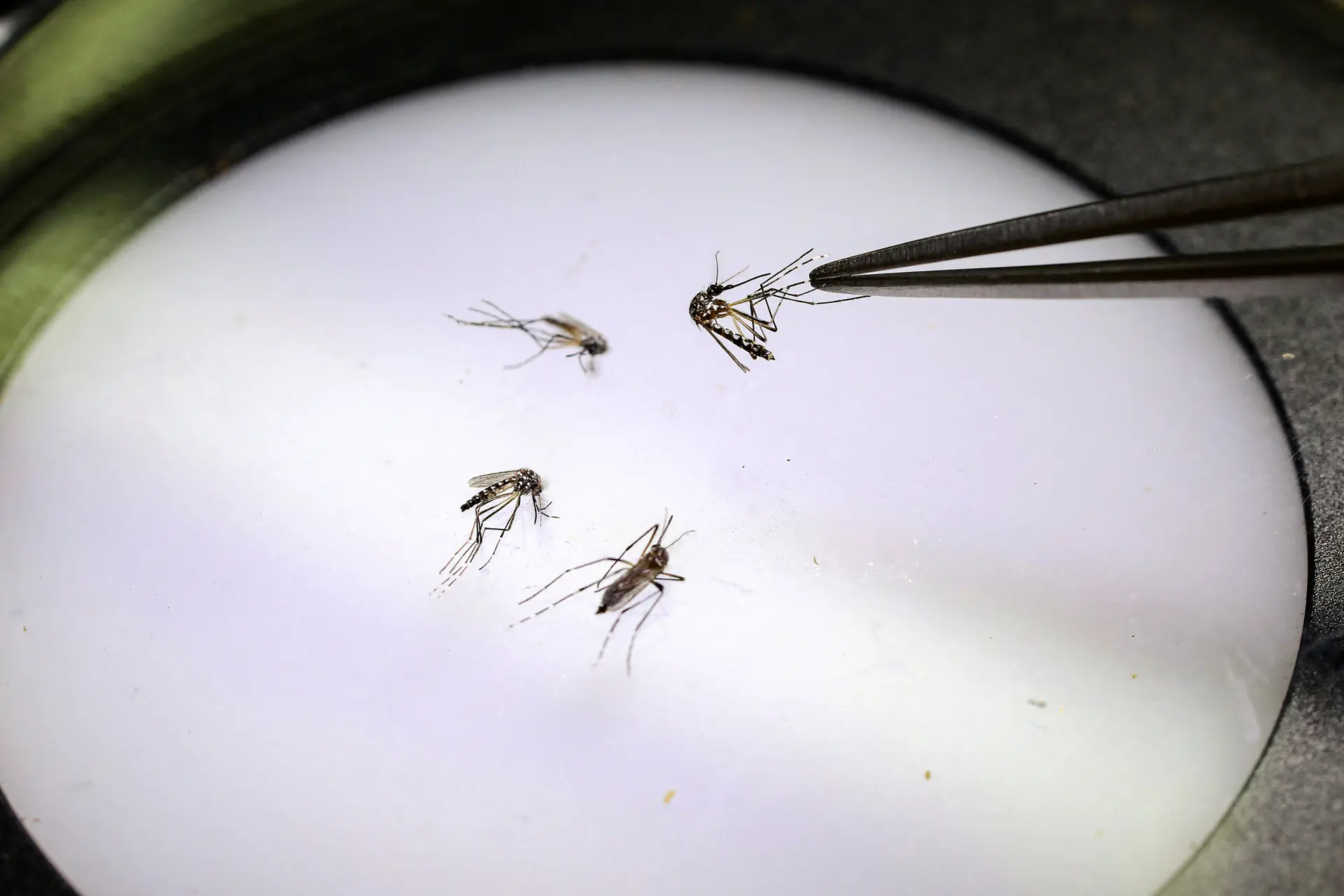 Un técnico de laboratorio sostiene un mosquito en la fábrica del Programa Mundial de Mosquitos en Medellín, Colombia, el 4 de junio de 2024. Desde hace tiempo, los científicos han liberado mosquitos modificados biológicamente para frenar la transmisión de enfermedades como el chikunguña. (Jaime Saldarriaga/AFP vía Getty Images)